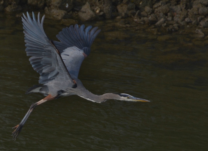 great blue heron in flight